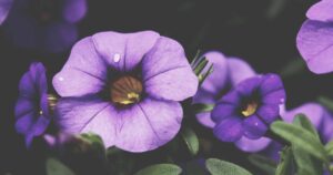 OpenAI Launches GPT-5 API With Multimodal Reasoning